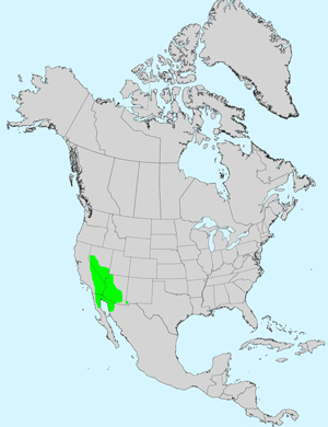 North America species range map for Chaenactis carphoclinia:  Click image for full size map